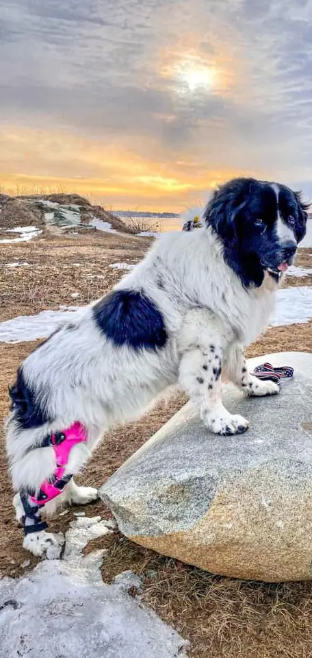 A large black and white dog outdoors with a bright pink knee brace