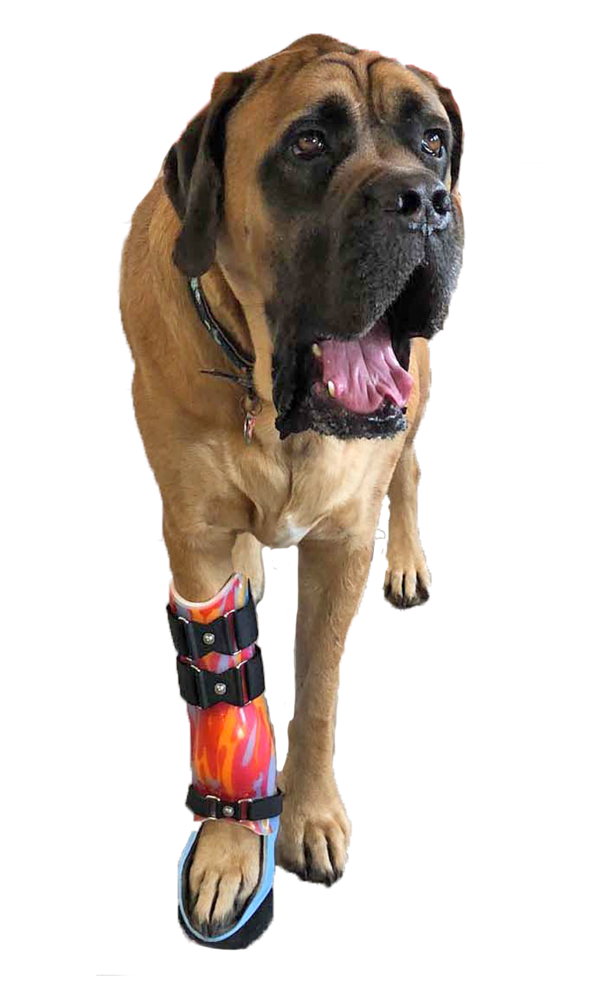A large dog wearing a custom-colored carpal brace with a shell