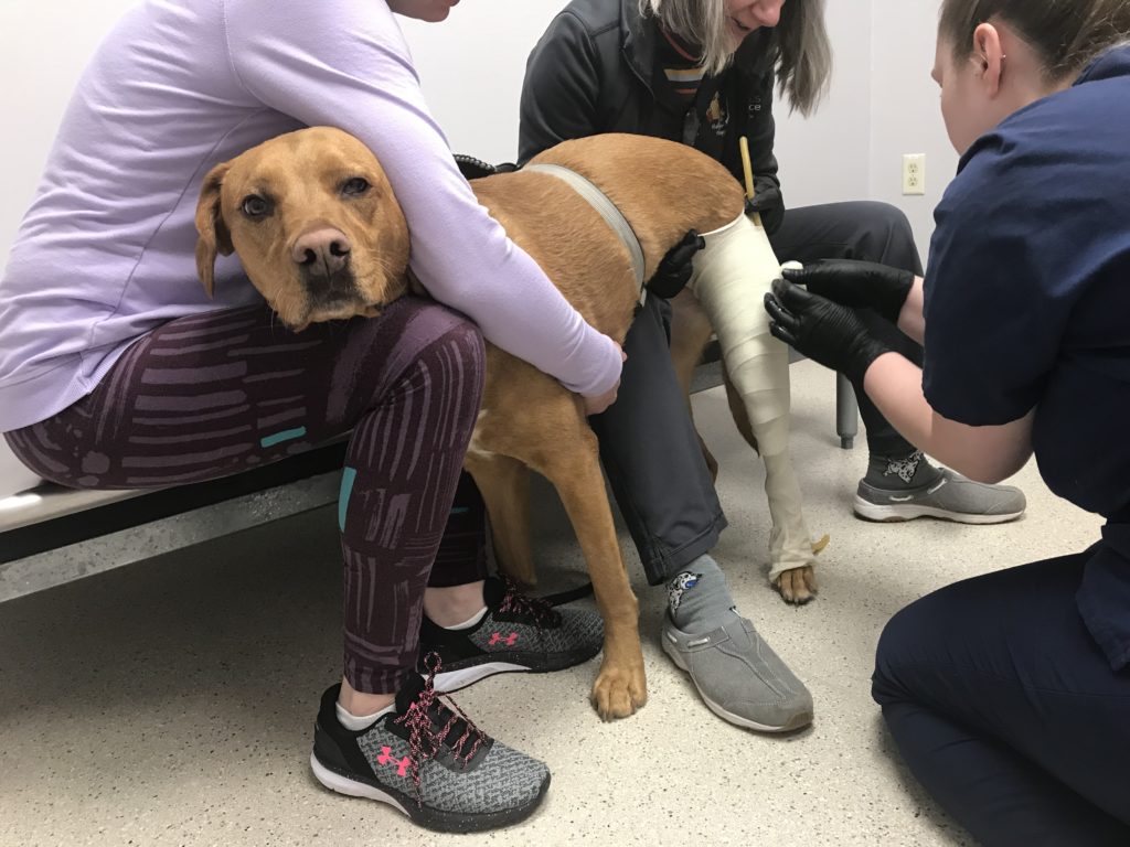 A brown dog is held still while veterinary professionals create a cast of its leg