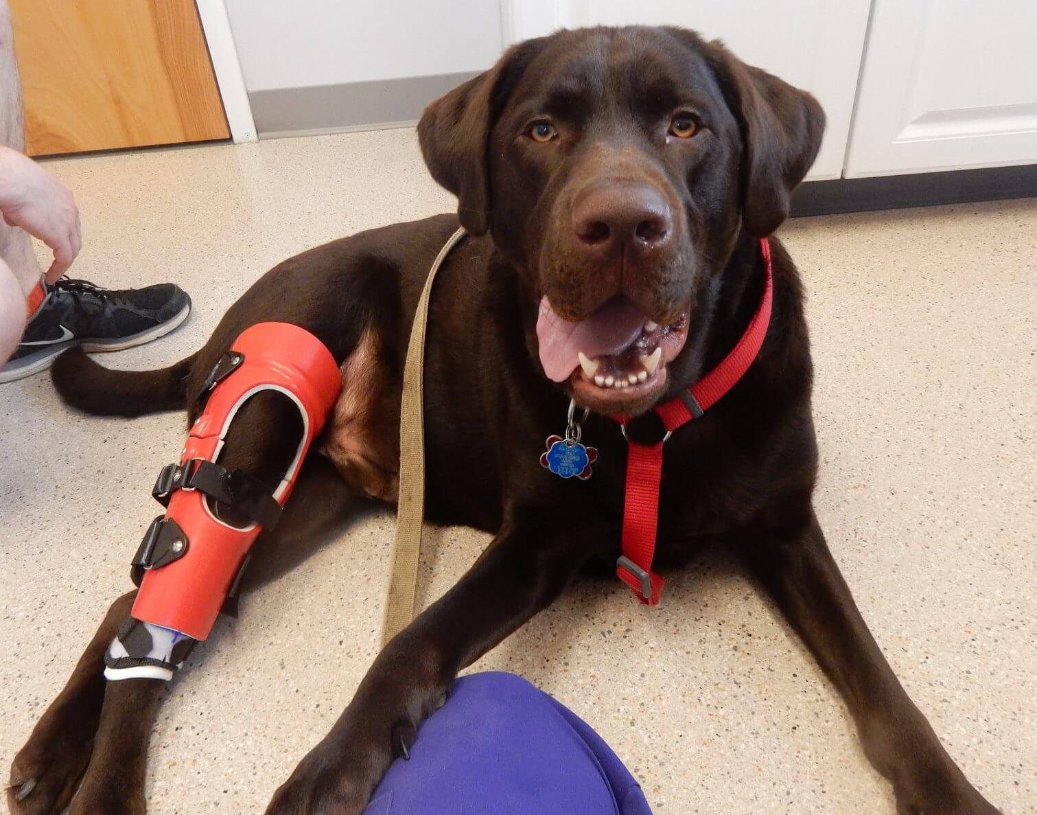A brown dog with a red brace on its back leg