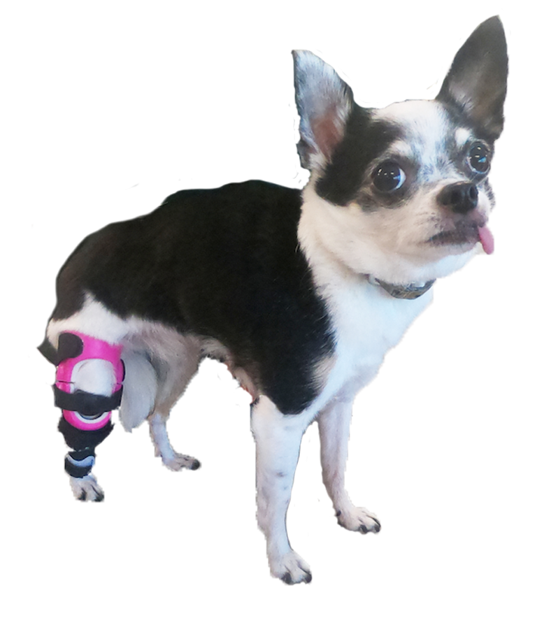 A small dog with a custom pink hind leg brace