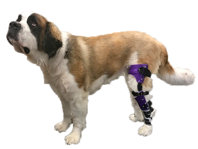 A large brown and white dog with a custom purple back knee brace