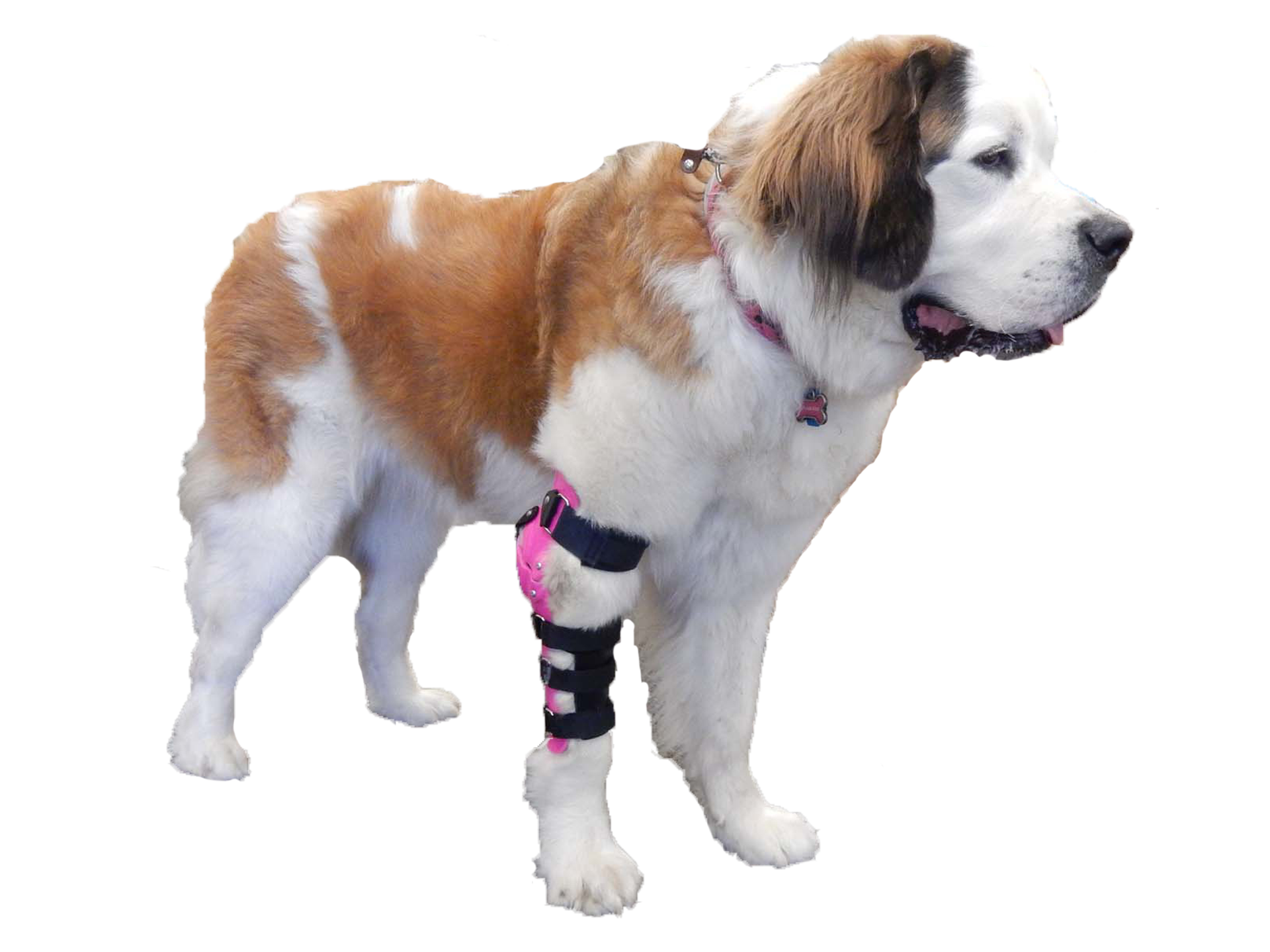 A large dog wearing a canine elbow brace