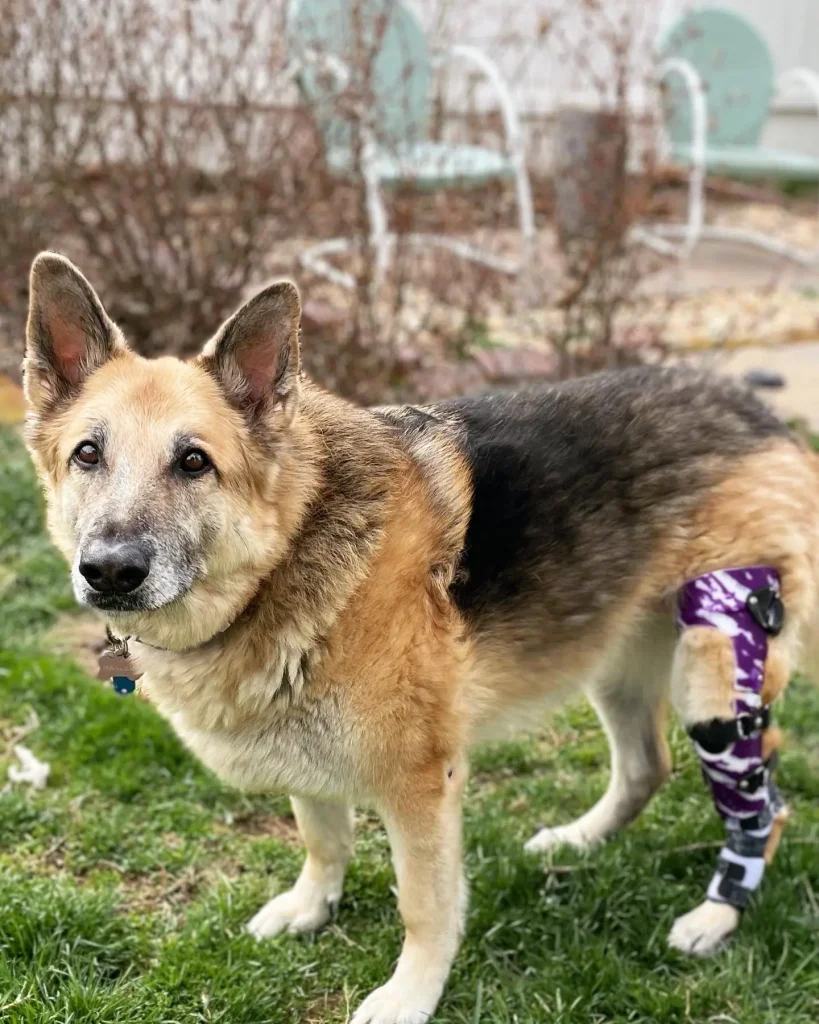 A brown dog with a custom-colored back knee brace