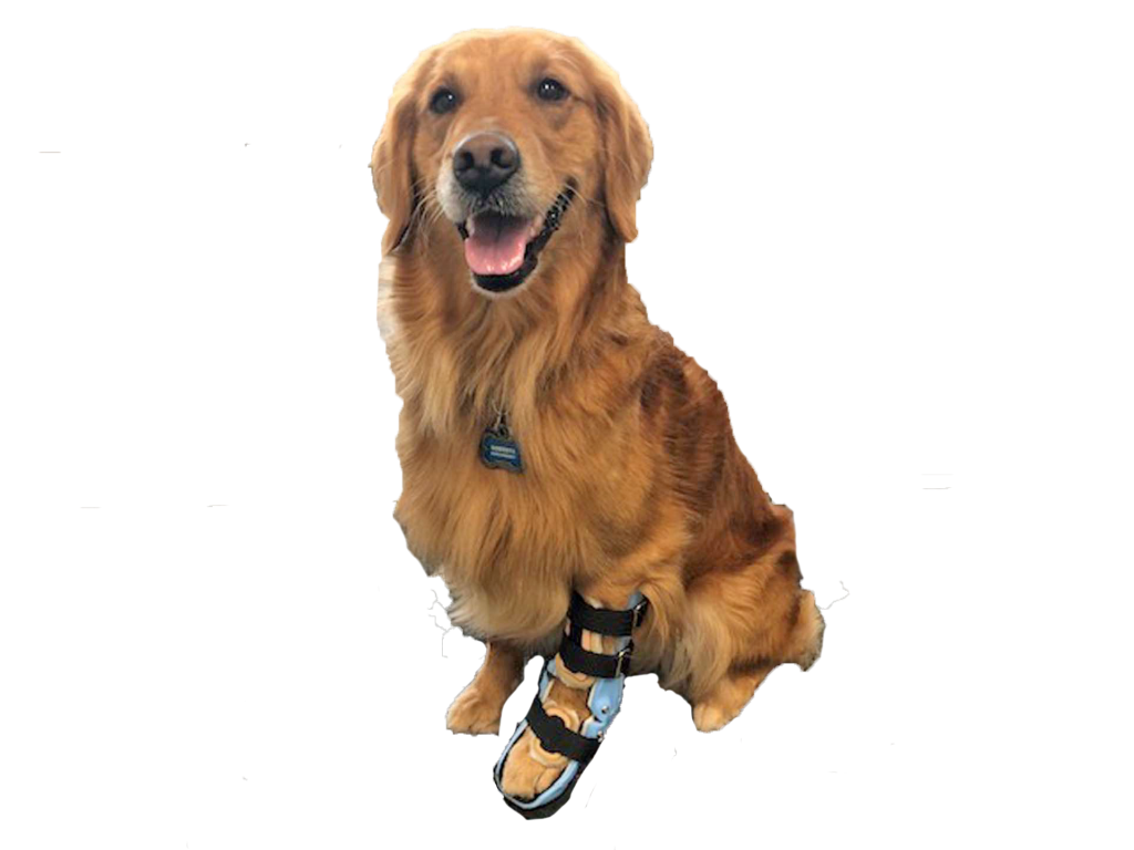 An image of a happy golden-colored dog with a carpal brace