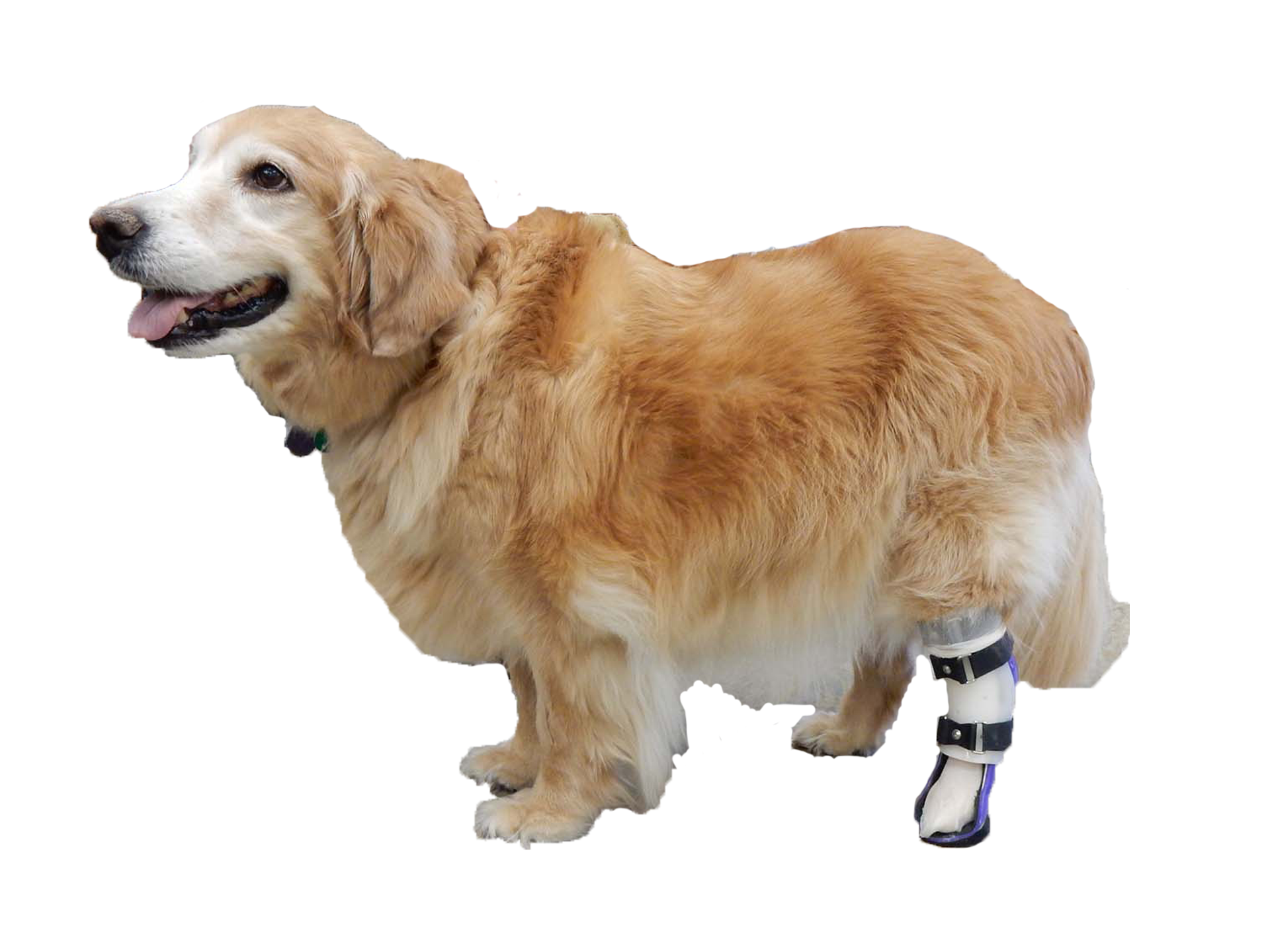 A long-haired golden-colored dog wearing a custom hock brace with a shell