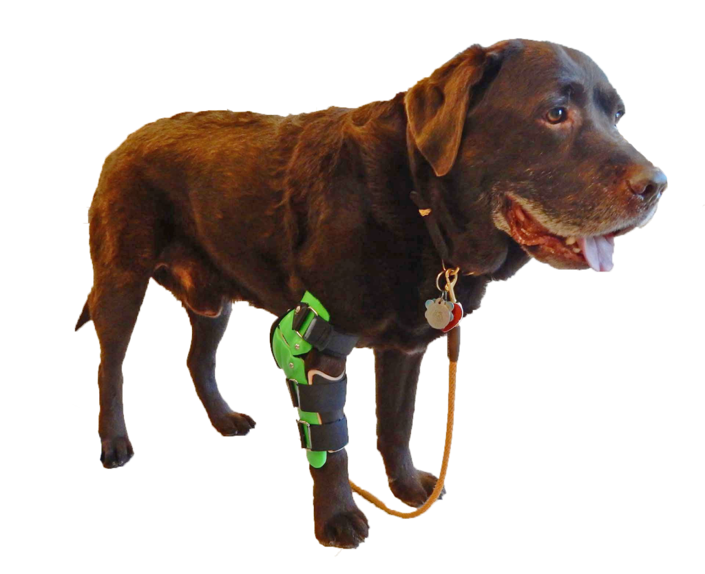 A large brown dog with a custom green elbow brace