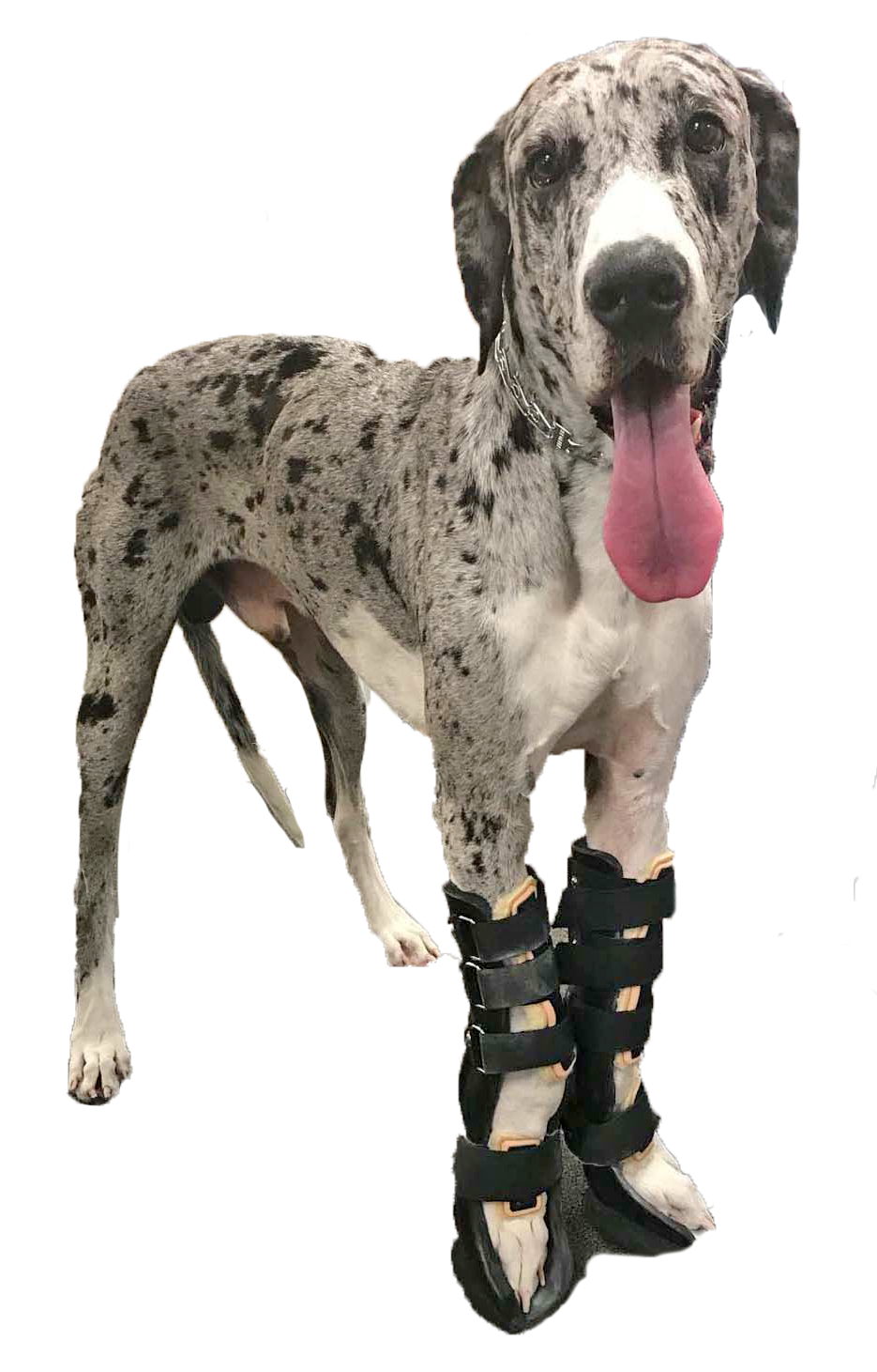 A large dog wearing two front carpal braces