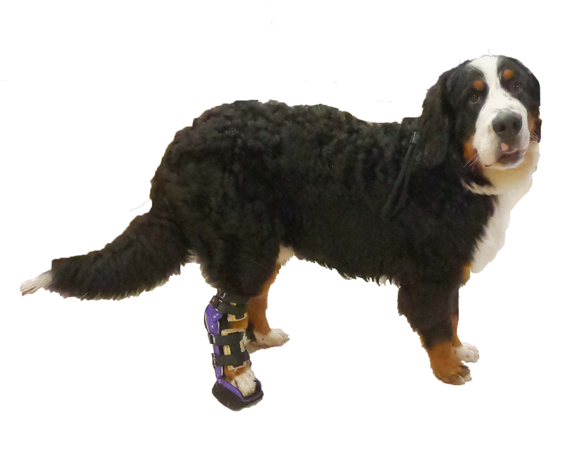 A large dog wearing a custom ankle brace