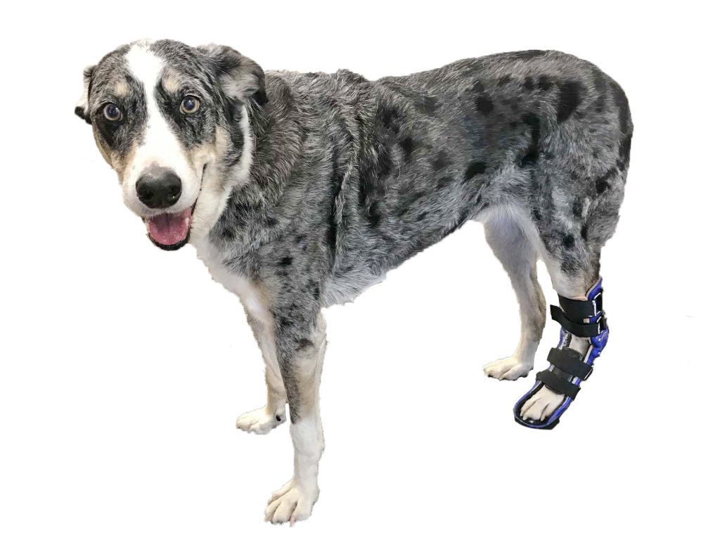 A happy multicolored dog wearing a hock brace