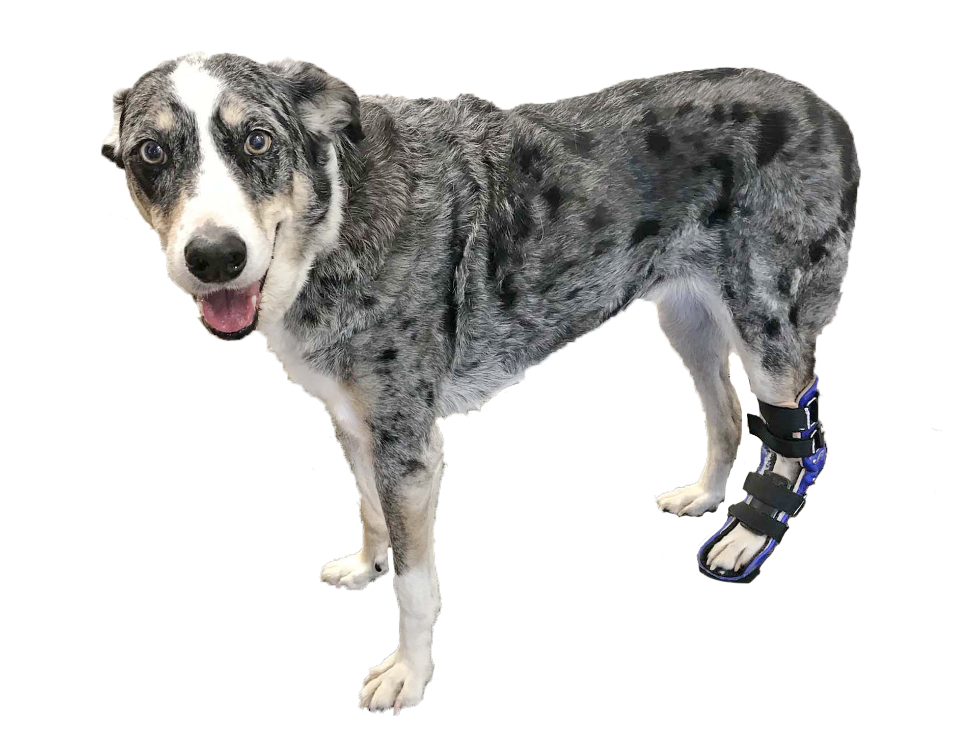 Dog Hock Brace Tendon and Ankle Support My Pet s Brace