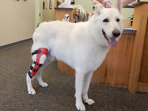 A standing white dog with a red brace on its back leg