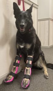 Khloe the German Shepherd dog wears two custom braces as treatment for her bilateral canine carpal hyperextension