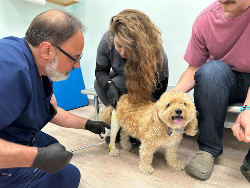 A man casts a small dog's leg with the dog’s owners nearby