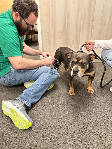 A clinician at a local preferred casting and fitting facility applies a custom leg brace to a medium-sized brown dog’s back leg