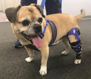 A small-breed dog wearing a rear leg brace