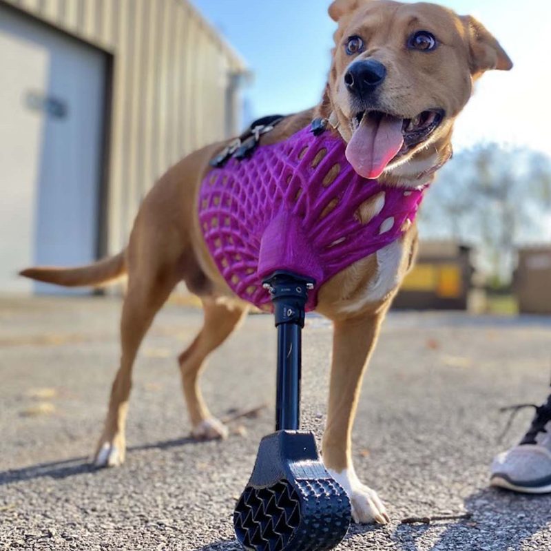 A brown dog using a custom 3D-printed prosthetic from 3D Pets